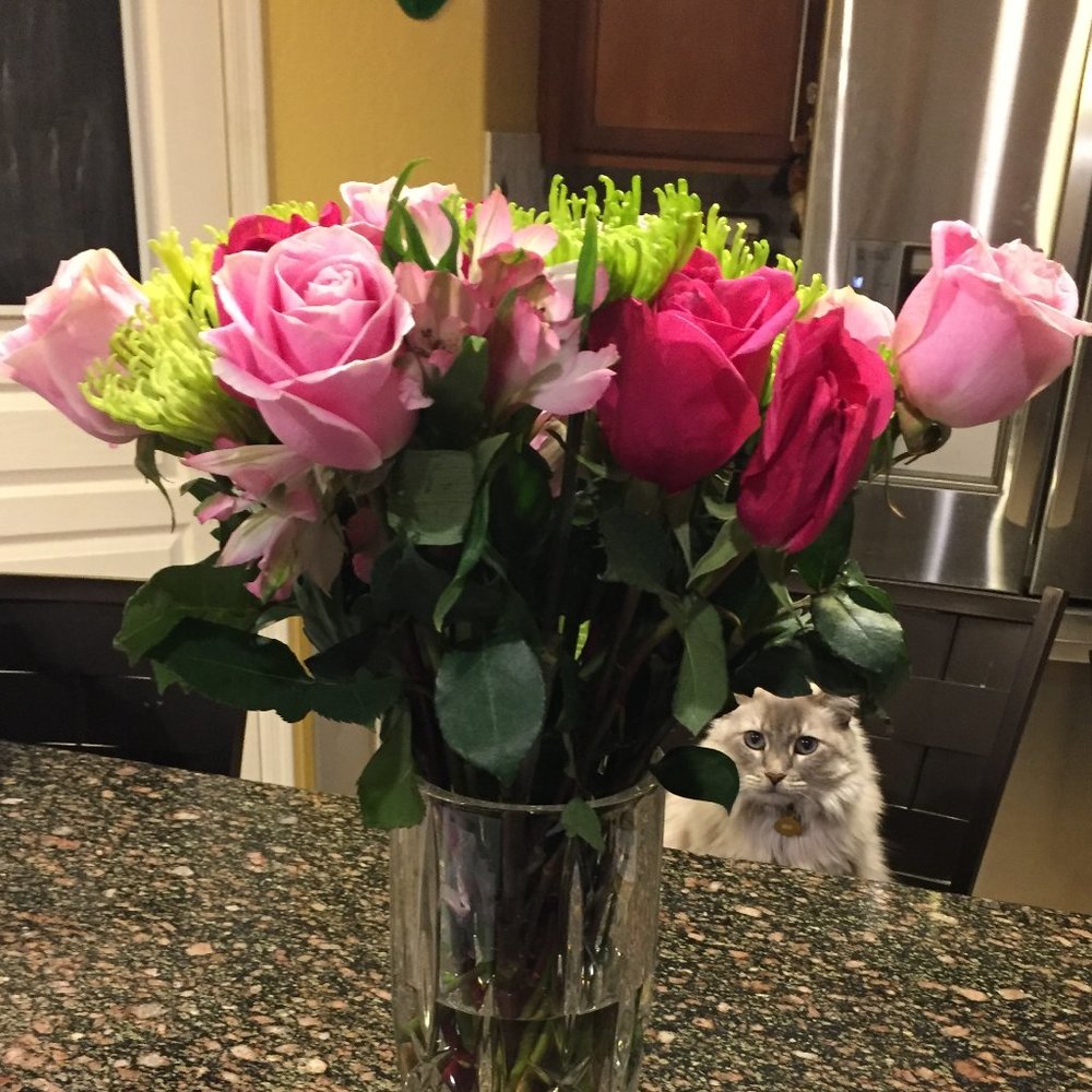 Meet your Posher, AZ Attic